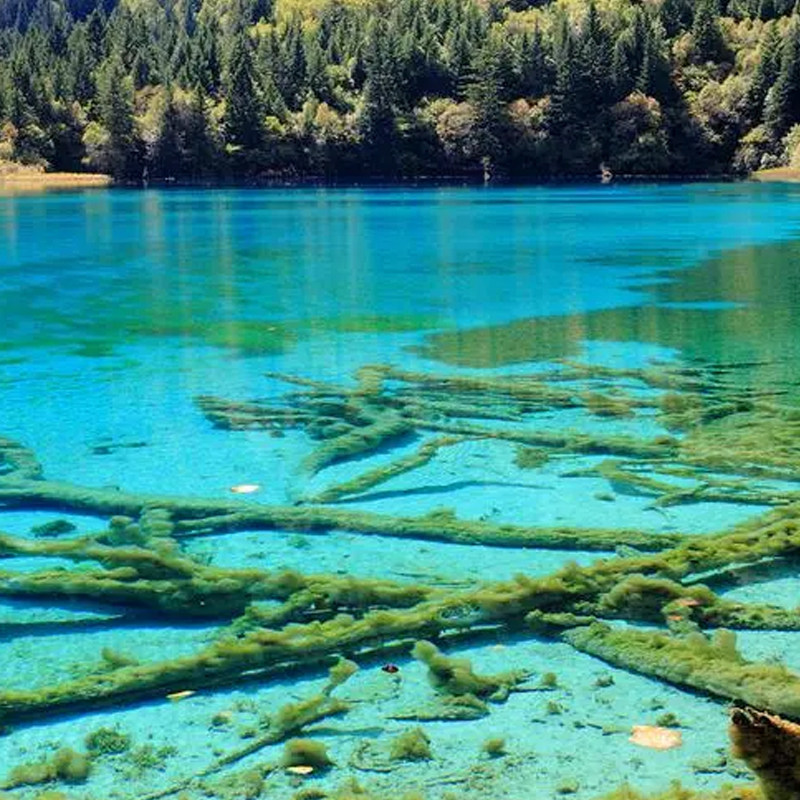 2-8人纯玩小团成都九寨沟黄龙四姑娘山熊猫都江堰4天3晚跟团旅游