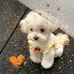 Dog Clothes, Thin Vests, Pet Clothes for Bichon Frise, Corgi, Small and Medium-Sized Dogs and Cats, Summer Soft and Breathable New Style