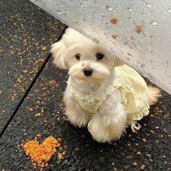 Dog Clothes Pet Summer Thin Vest Dress for Bichon Small Dogs 2026 New Model Cat Clothes High Aesthetic Value