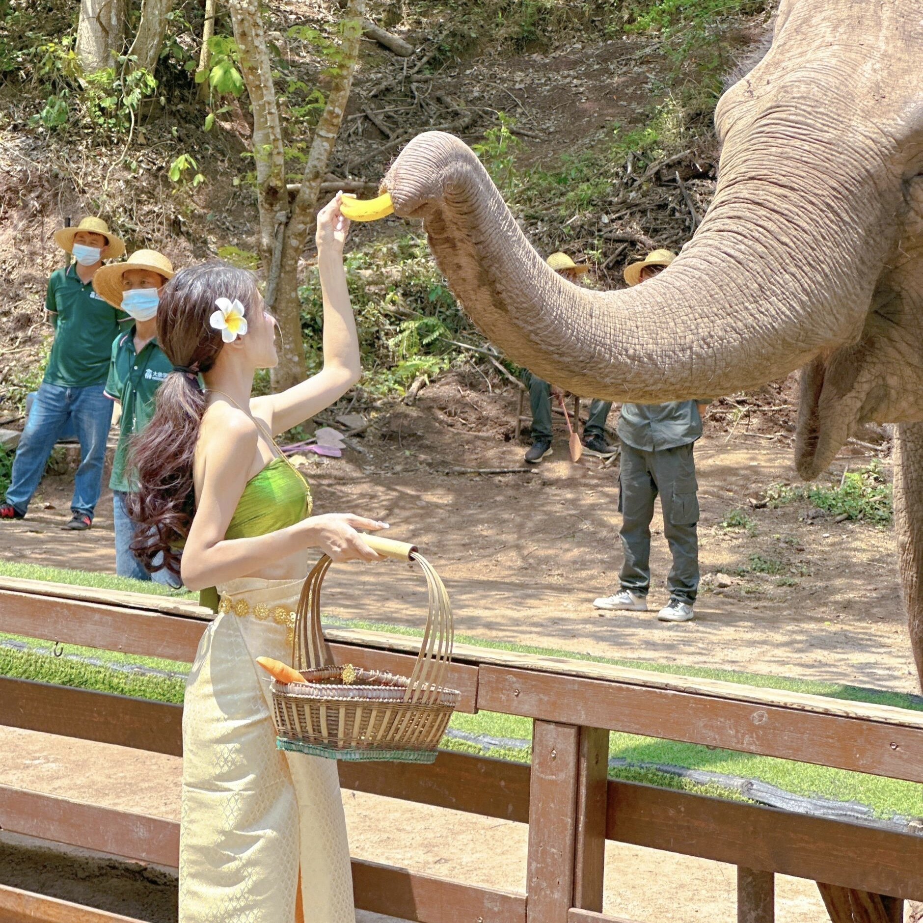 云南西双版纳旅游野象谷+森林公园纯玩一日游 孔雀放飞 野象踪迹