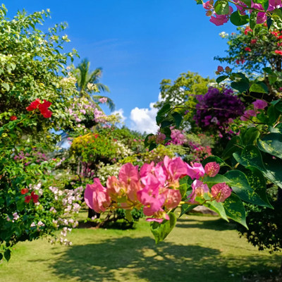 【私家团】云南西双版纳旅游 纯玩4天3晚精品线路 不低价引流套路