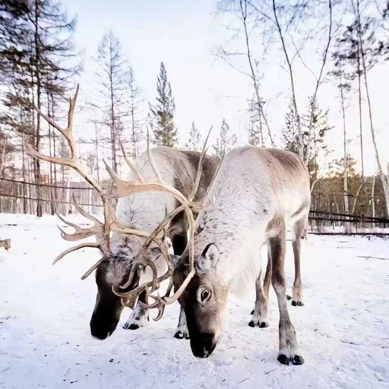 含机票东北长白山哈尔滨旅游雪乡延吉漠河冰雪大世界9天8晚2+1车