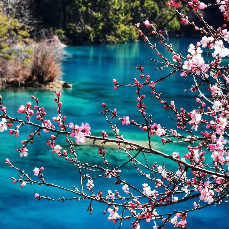 含机票四川旅游九寨沟黄龙熊猫峨眉乐山7天6晚纯玩跟团游可升动车
