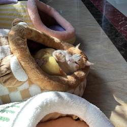 Brown Plaid Three-Dimensional Panda Nest Bed, Warm and Thickened Pet Nest, Semi-Enclosed, Safe for Sleeping in Autumn and Winter