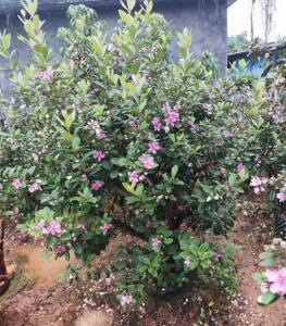 
Myrtle Mountain twister saplings planted in four seasons ornamental villa courtyard balcony flowers and trees evergreen green potted green plants