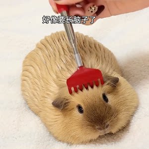 
Cats and dogs itchy and scratching combs and cats, interactive tool to relieve boredom, scratching, cat sticks, toys, massage pet supplies