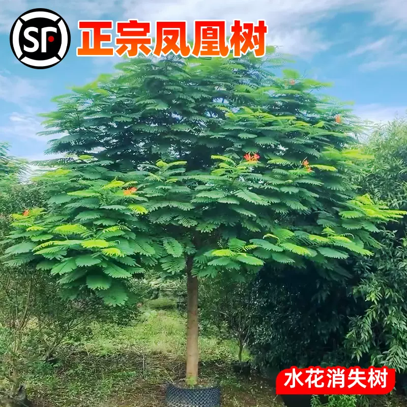 朱泥 朱塗り 遊雲鳳凰刻 四足 龍雲刻 花台 香台 盆栽台