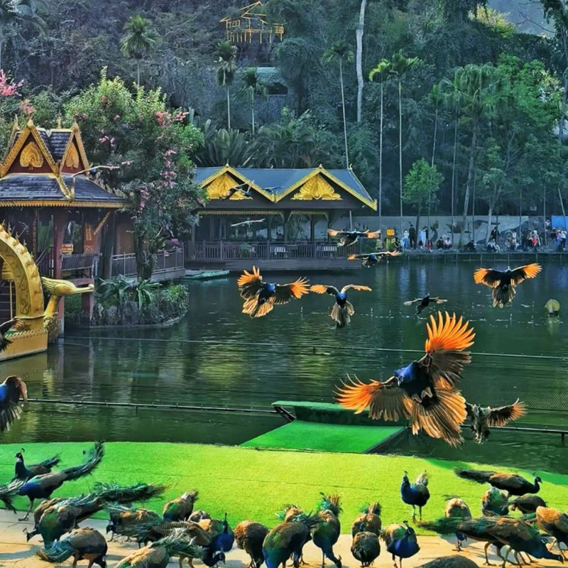 云南西双版纳纯玩游览原始森林公园野象谷高铁往返6天5晚跟团旅游