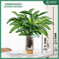 Green-grained arrowroot potted indoor shade-tolerant foliage plant living room office all-season evergreen air-purifying green plants