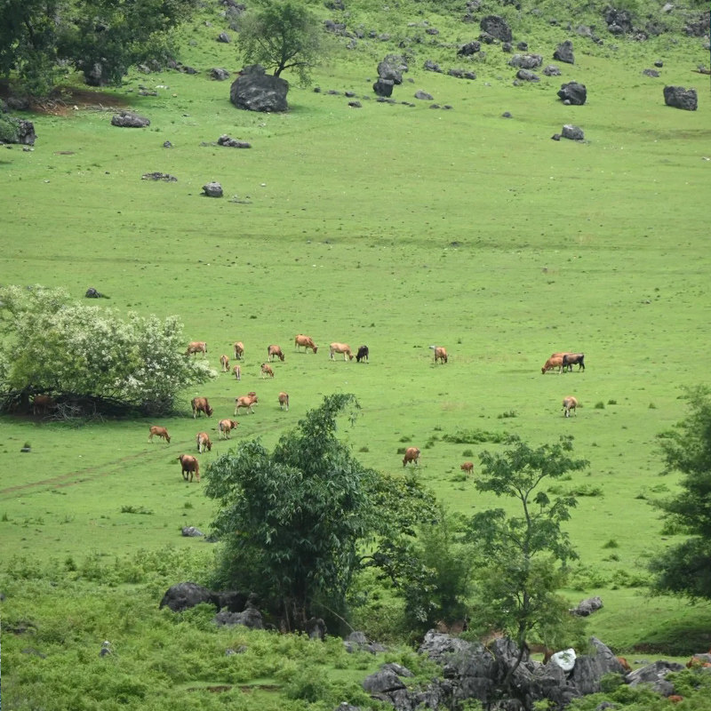 广西柳州狼口泉+香桥岩+鹿鸣谷+响水石林+响水瀑布纯玩小团一日游