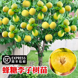 
Grafted honey plum saplings, crispy and sweet boneless plums and prune fruit trees, potted ground planting, garden planting plums in all seasons
