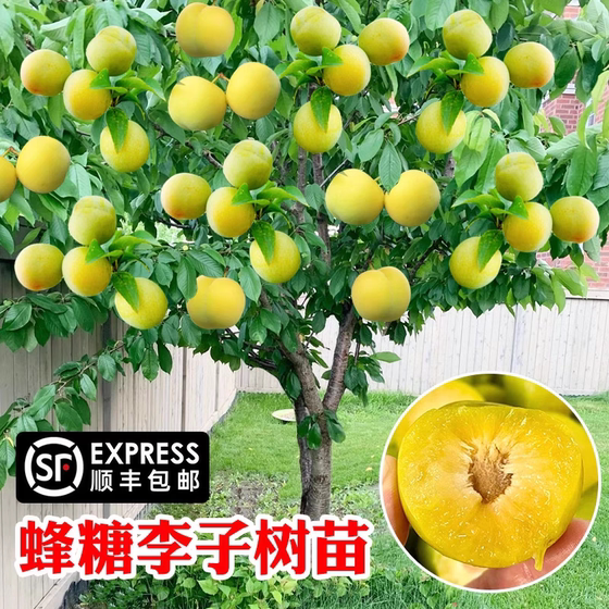 
Grafted honey plum saplings, crispy and sweet boneless plums and prune fruit trees, potted ground planting, garden planting plums in all seasons