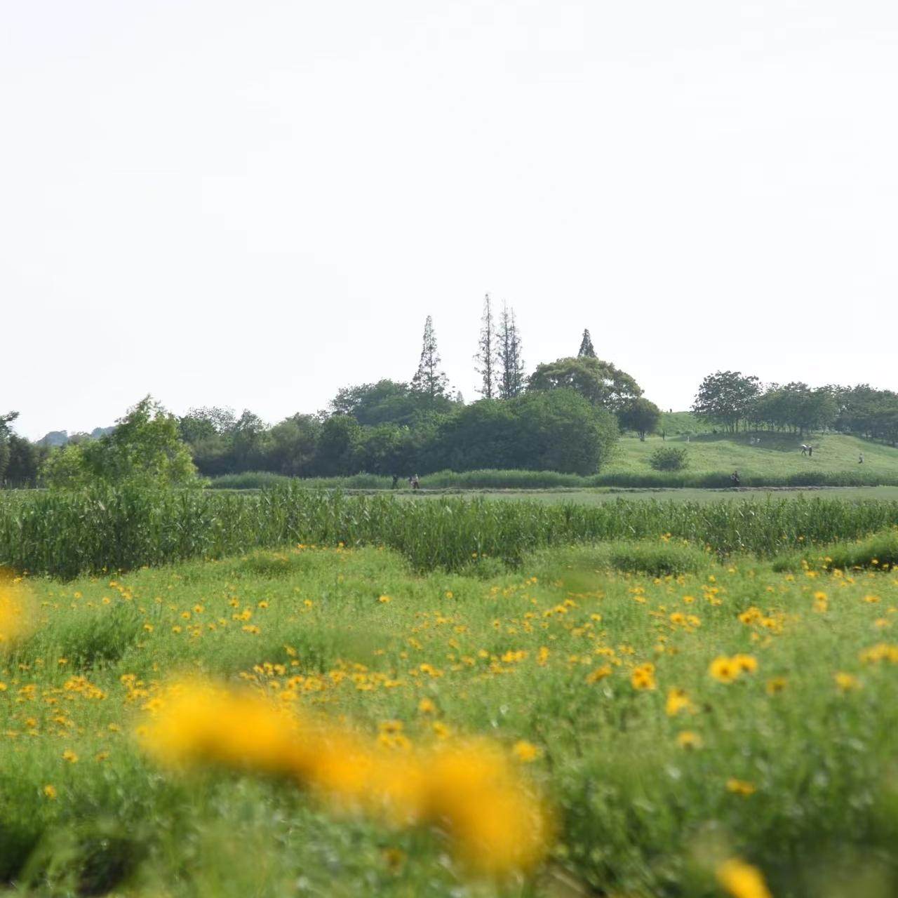 【包团】杭州良渚古城遗址公园(含观光车)+3小时讲解