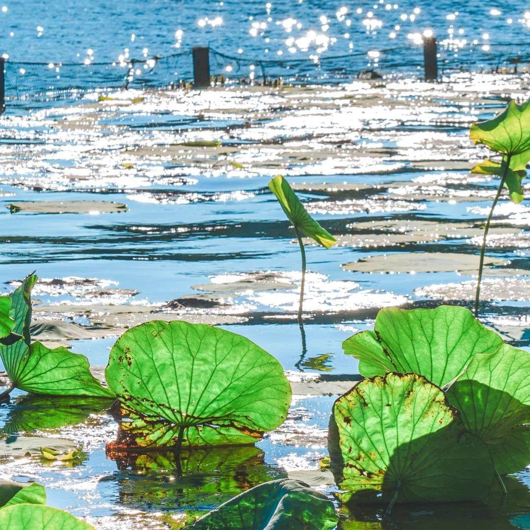 西湖风景名胜区休闲船+三潭印月登岛(花港观鱼码头)+人工讲解