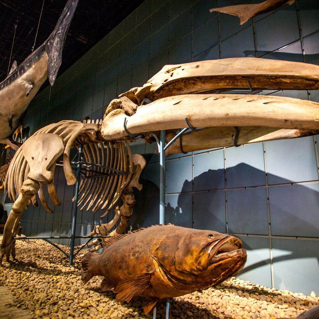 浙江自然博物院(杭州馆)2小时讲师深度讲解服务