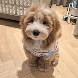 Spring and Summer New Pet Anti-Shedding Color-Block Striped Vest for Teddy, Maltese, and Small to Medium-Sized Dogs