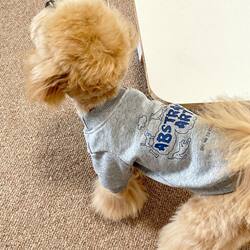 American Retro Letter Print Dog Sweatshirt Spring, Autumn and Winter Bichon Teddy Schnauzer Small Size Dogs Pet Clothing