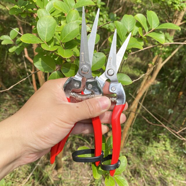 Photo inspiration: Fresh Look at Sagawada 911 Series Iron Handled Stainless Steel Pruning Shears For
