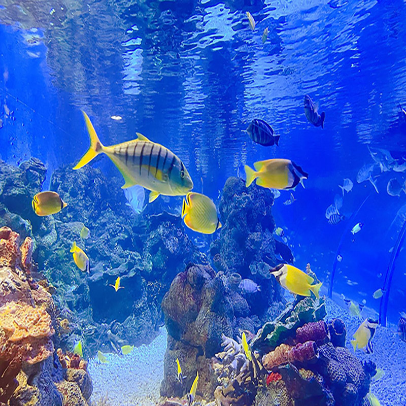 大连旅游5日游 棒棰岛+日俄监狱+恐龙探海+海洋馆 一家一车纯玩团