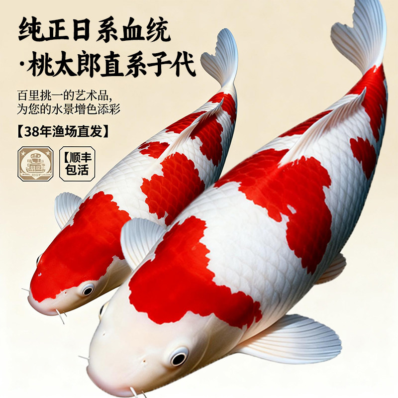 锦鲤入池，波光生辉-淘宝逛一逛