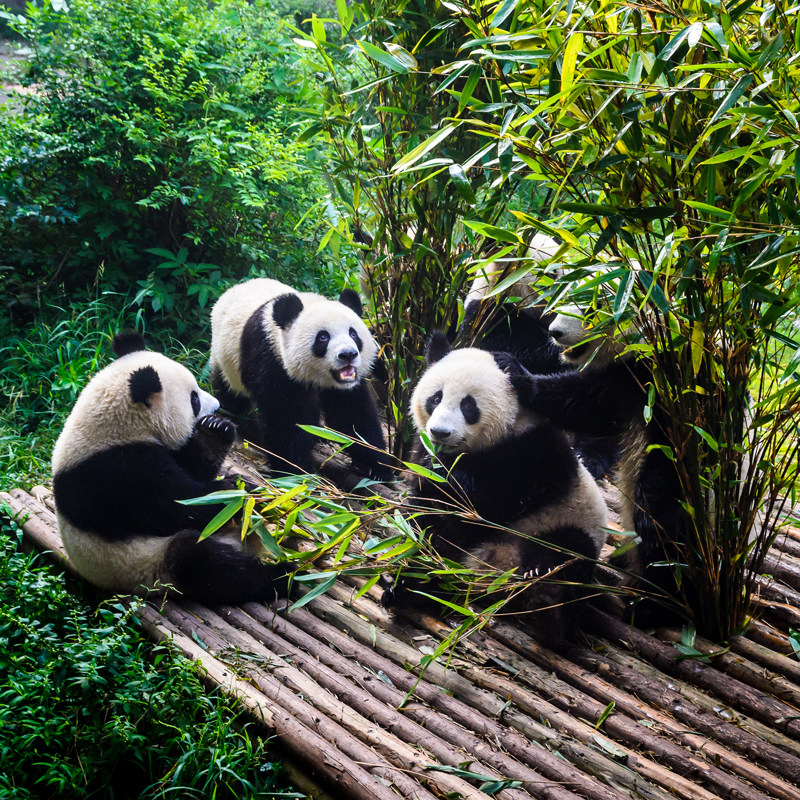 重庆+成都7天6晚跟团旅游洪崖洞仙女山天生三桥九寨沟黄龙都江堰