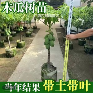 
Papaya tree large sapling, extra large papaya sapling, dwarf rock sugar red heart fruit, big green papaya sapling, fruit bearing in four seasons of the year