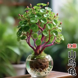 Mountain turtle climbing plant one-leaf turtle bulb potted plant in the office living room desktop good for feeding green plants small ornaments