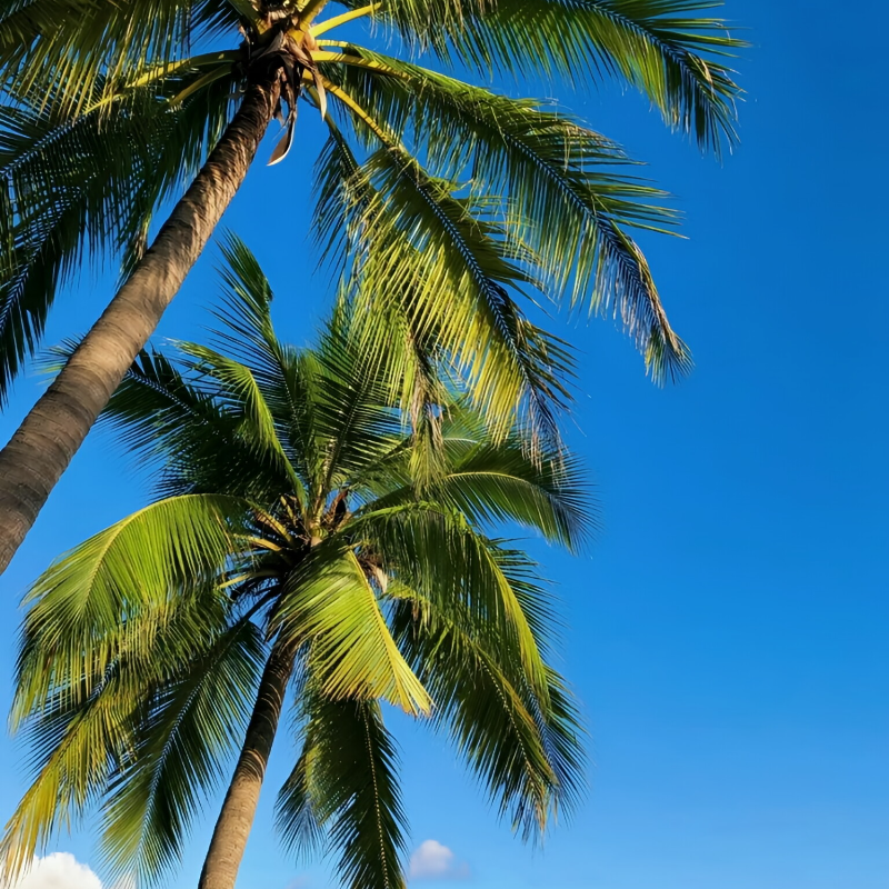 Y【宜行海南】海南度假酒店多晚住宿+亚特兰蒂斯成人票1张