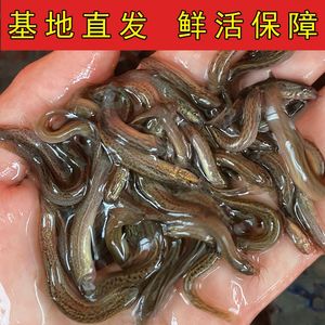 Loose seedlings Freshly fed pets fishing arowana live bait Turtles Feming loach breeding freshwater ornamental fish fishing