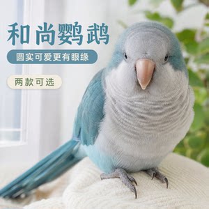 
Legal breeding of pet birds with signs, Monk Parrot Learning, and feeding instructions, suitable for novice bird owners