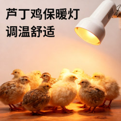 Rutin chicken special heating lamp bird insulation lamp pet heating lamp winter incubator heating thermostat