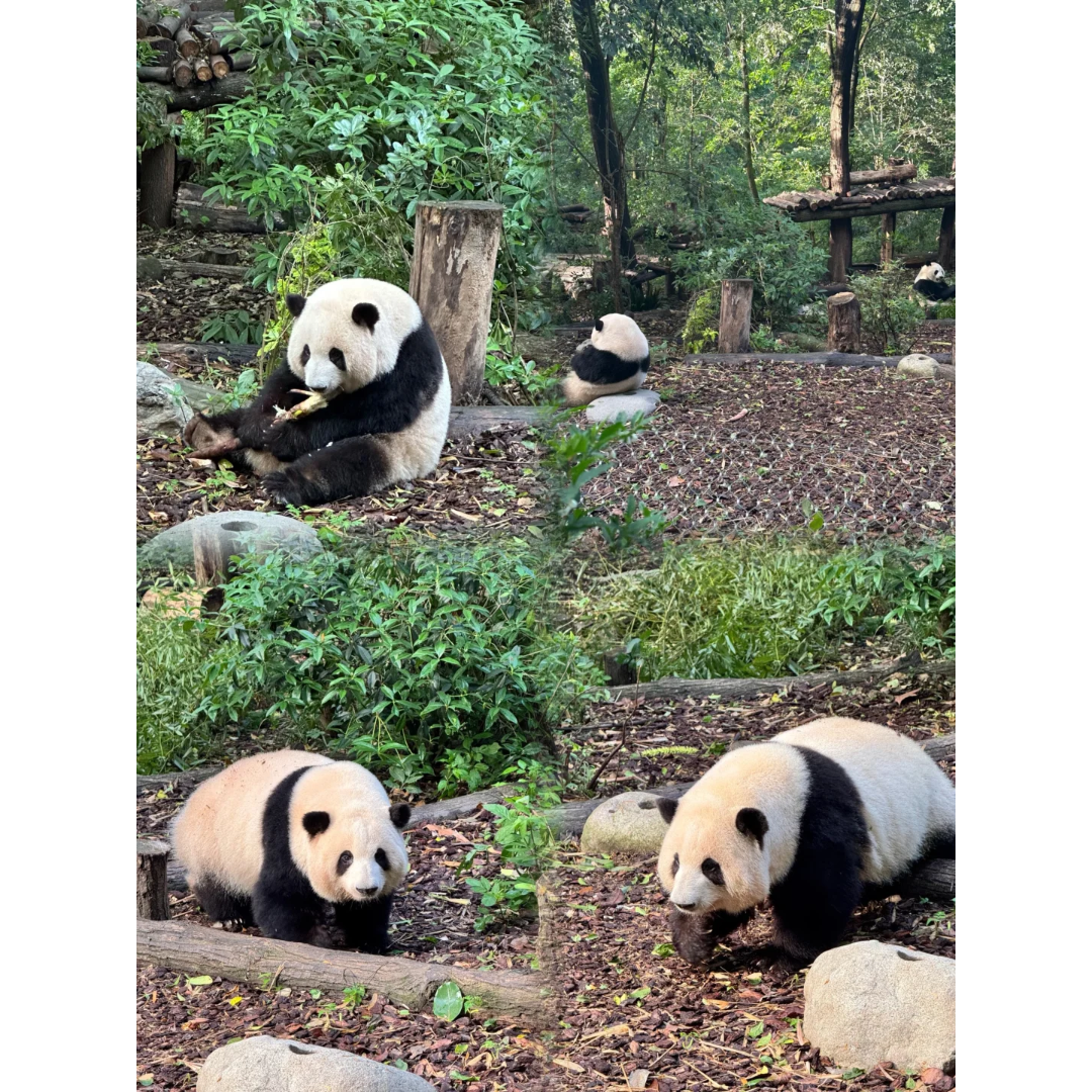 熊猫谷都江堰南桥夜景1日游含讲解仰天窝灌县古城钟书阁2-8人