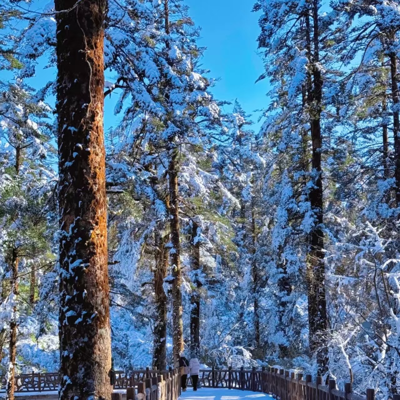 瓦屋山一日游*尊享私家团&不拼车&含门票金花桥索道往返票&纯玩