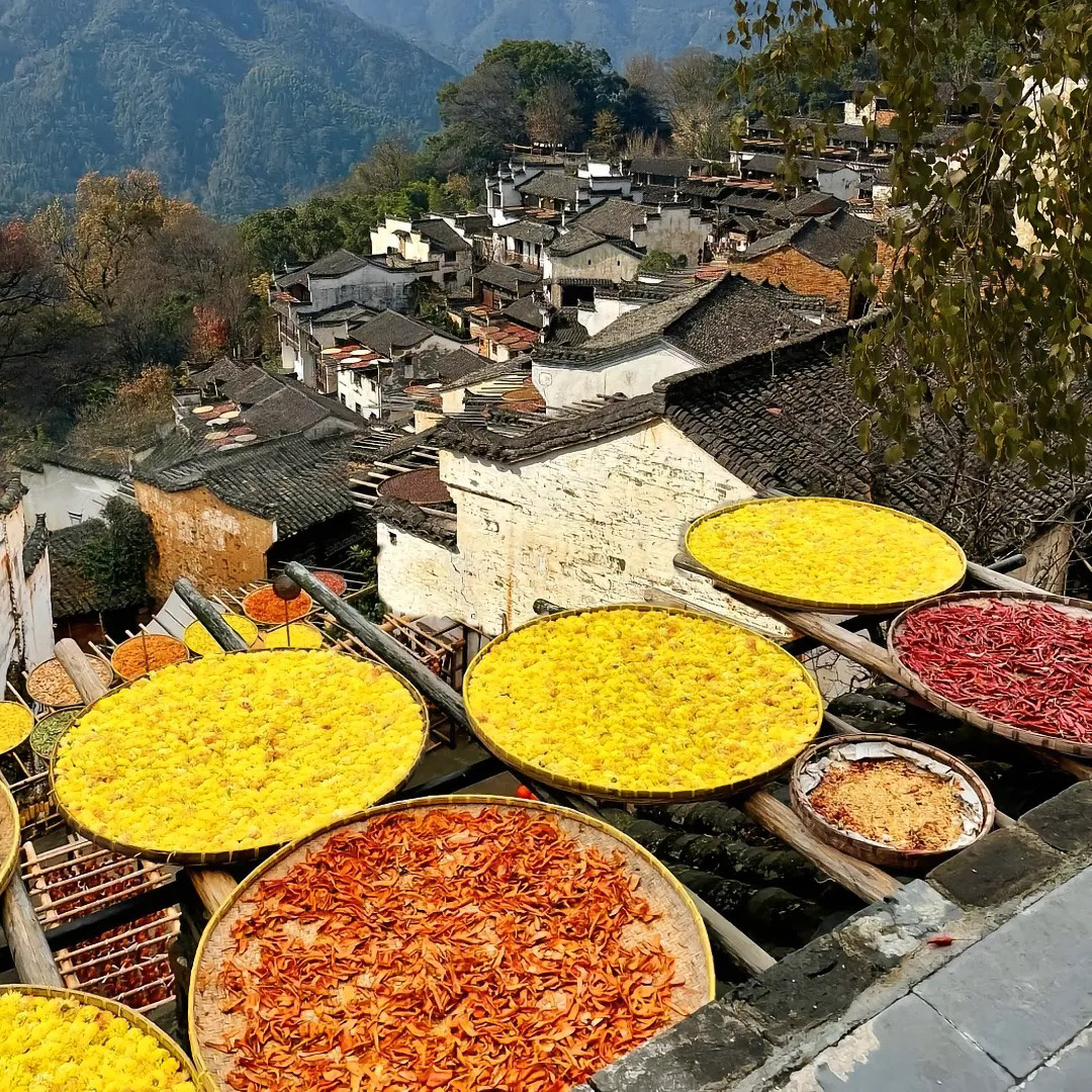【婺源深度游】3天2晚 婺女洲三清山篁岭 父母亲子游