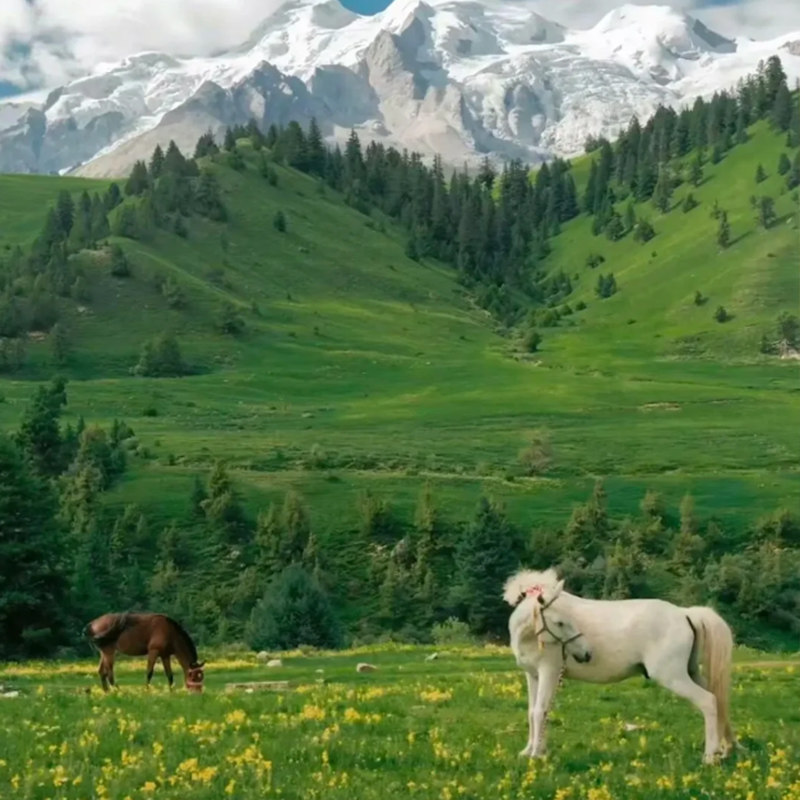 7天6晚纯玩 | 四川旅游稻城亚丁鱼子西墨石公园2+1保姆车22人小团