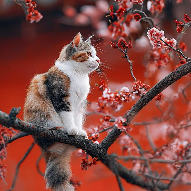 北京旅游5天4晚故宫天安门广场升旗仪式八达岭长城一价全含无自费