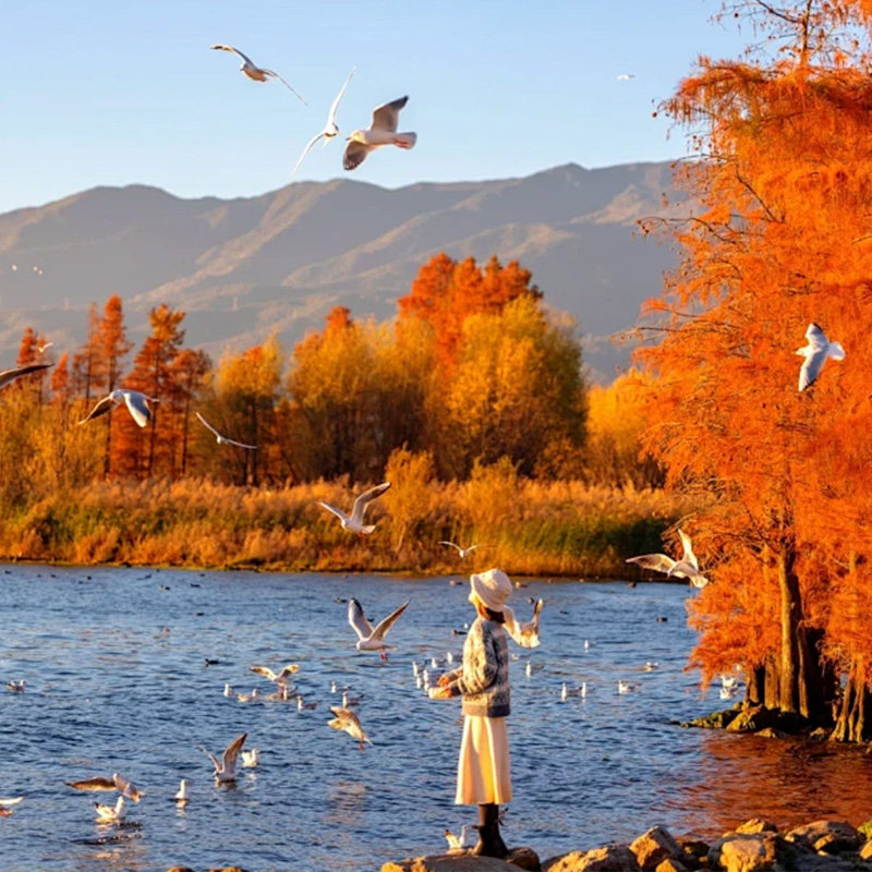 双飞含机票 |云南旅游5天4晚纯玩大理丽江玉龙雪山洱海古城私家团
