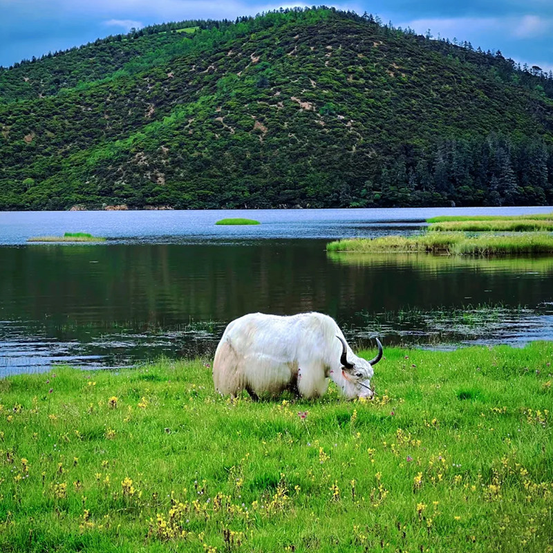 大理|丽江出发香格里拉2日游普达措独克宗古城大经幡虎跳峡含衣氧