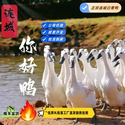 Authentic Fujian Liancheng Egret Duck White-feathered Black-billed Duck