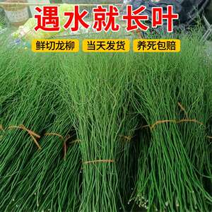 
Hydroponic plant dragon willow fresh branches cut flowers hydroponic green plant snow willow stems and branches indoor hanging bell soaked in water to grow roots golden dragon willow