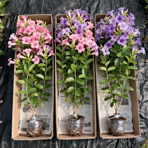 
Garlic vine flower seedlings climbing vine plant purple flower balcony courtyard outdoor flower potted spring and autumn flowering plant purple bell vine