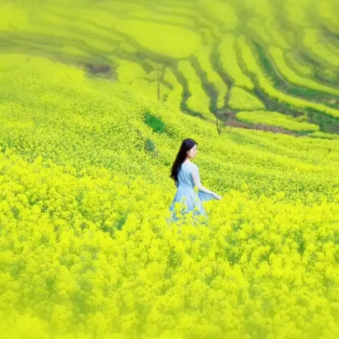 江西旅游婺源篁岭庐山三清山景德镇南昌鄱阳湖5天4晚五日跟团游