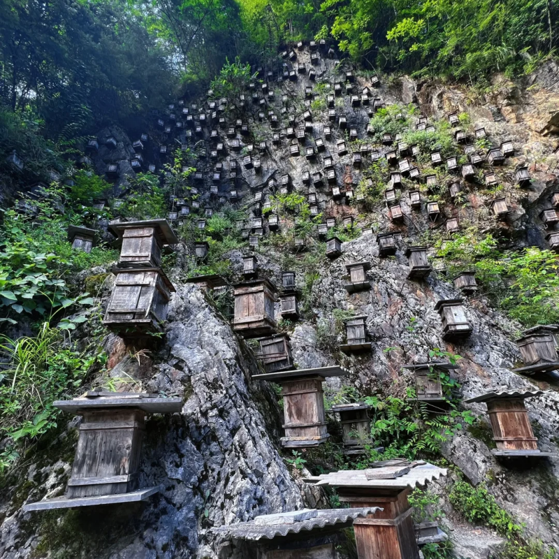 『神农架2日游|司机兼向导带玩/私家包车游』华中屋脊 经典秘境