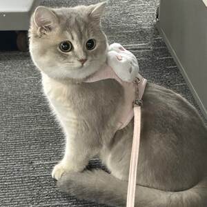 
Cat leash prevents breaking and going out for special vest type anti-lost I-shaped baby bag walking cat dog pet supplies