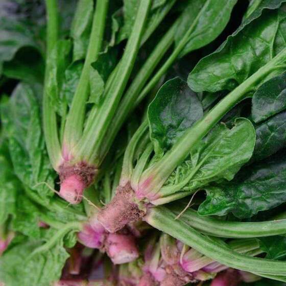 
Traditional old spinach seeds with red roots and large leaves are cold-resistant and heat-resistant and can survive the winter. They are easy to grow and manage in the countryside.