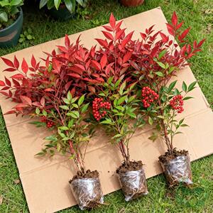 Flame Nan Tianzhu potted tree seedlings living room Green planting outdoor courtyard plant large engineering seedlings green seedlings seedlings
