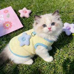 Cat Clothes, Small Floral Vest, Spring and Summer Anti-Shedding Clothing for Golden Gradient Ragdoll Kittens, Suitable for Outings and Can Be Used with a Leash