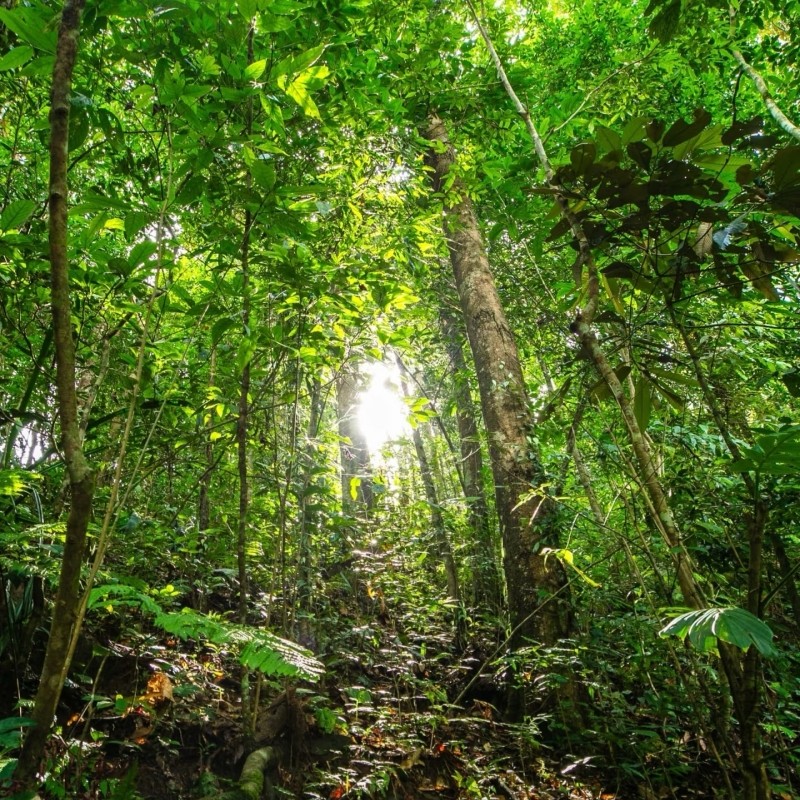 西双版纳望天树纯玩一日游含套票探秘雨林