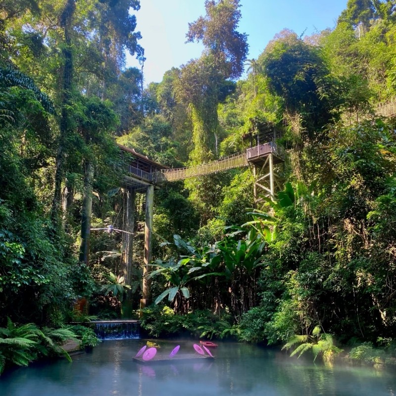 西双版纳望天树纯玩一日游含套票探秘雨林