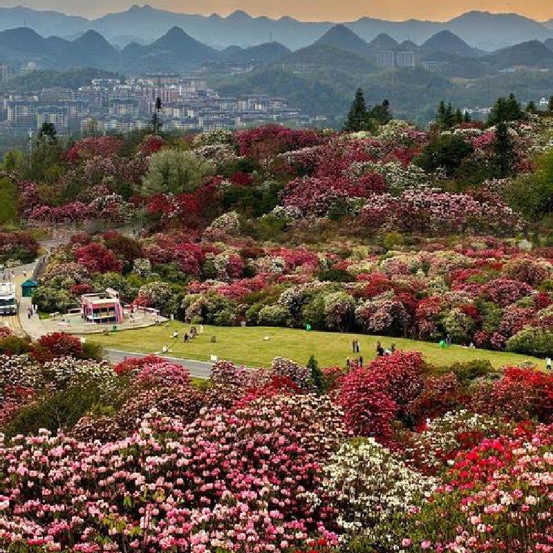 百里杜鹃1日 纯玩 可选小团 贵阳 毕节 多套餐可选